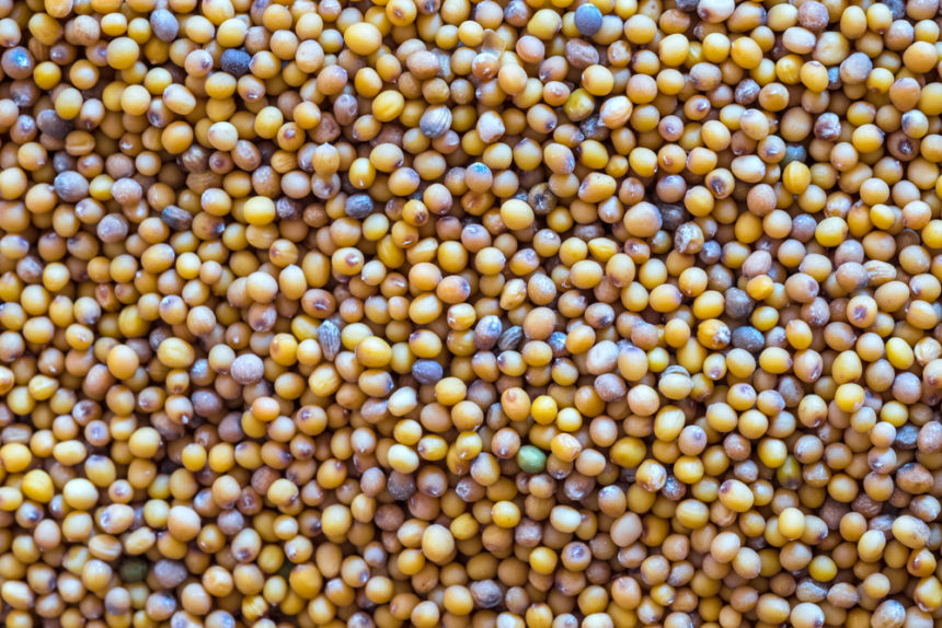 Nutropur-Mustard-close-import-export